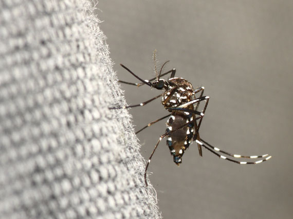 ¡Stop a los mosquitos!